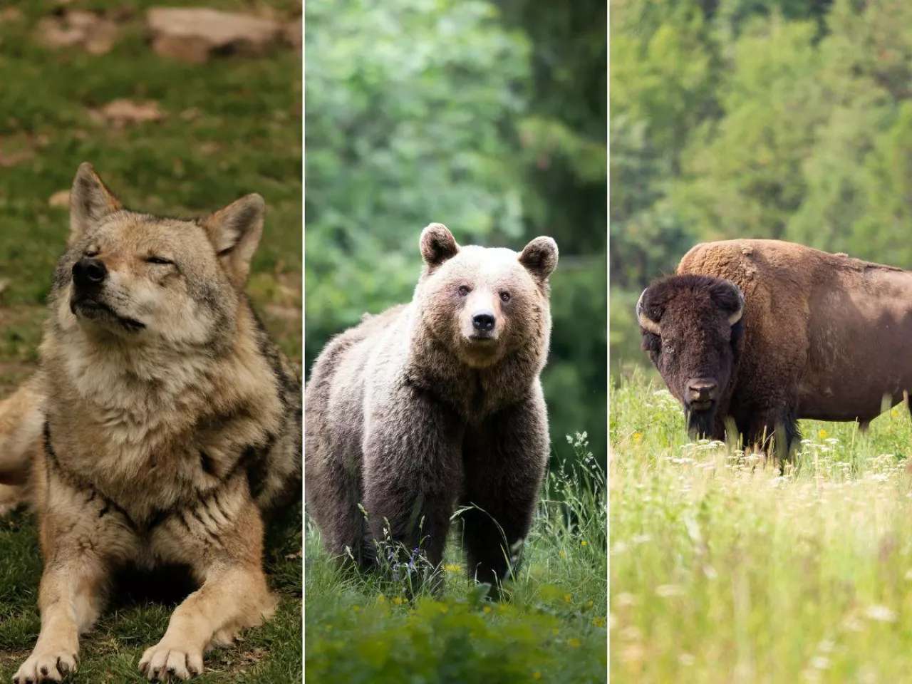 Wilki coraz bliżej gospodarstw. Jest decyzja prezydenta