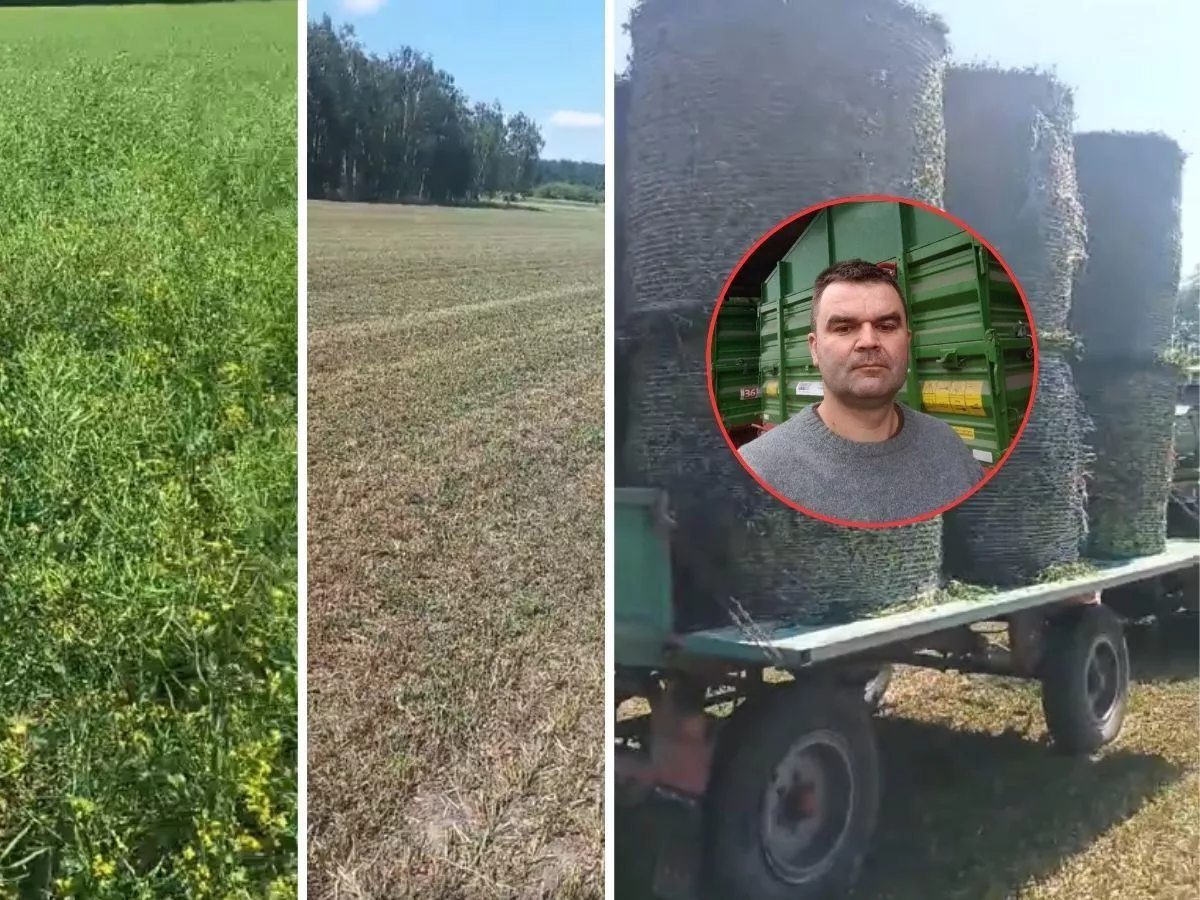 „Z dwóch hektarów mam tylko 12 bel”. Rolnik pyta: jak wyżywić bydło?