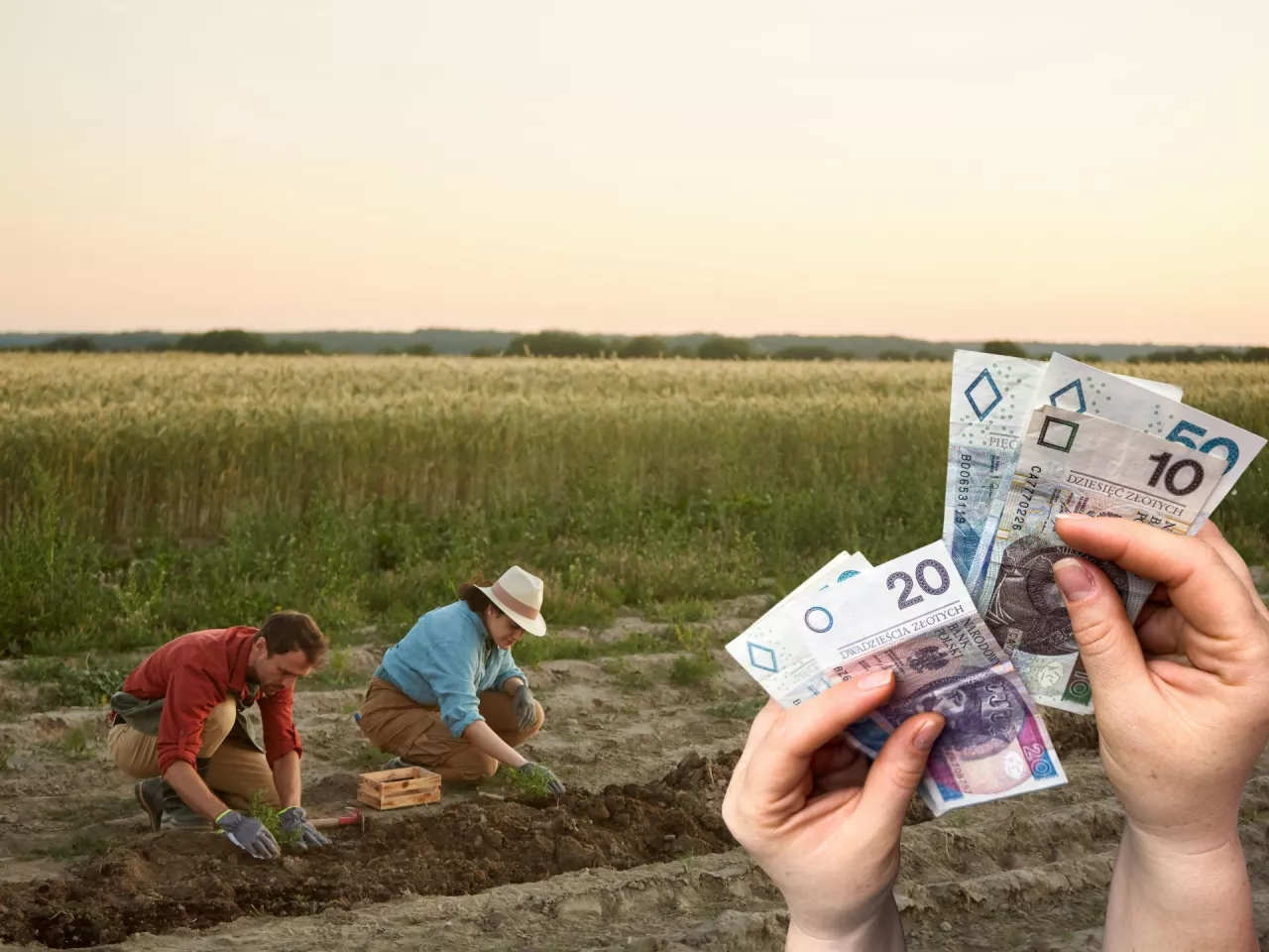 pracownicy na polu, banknoty polskie po prawej