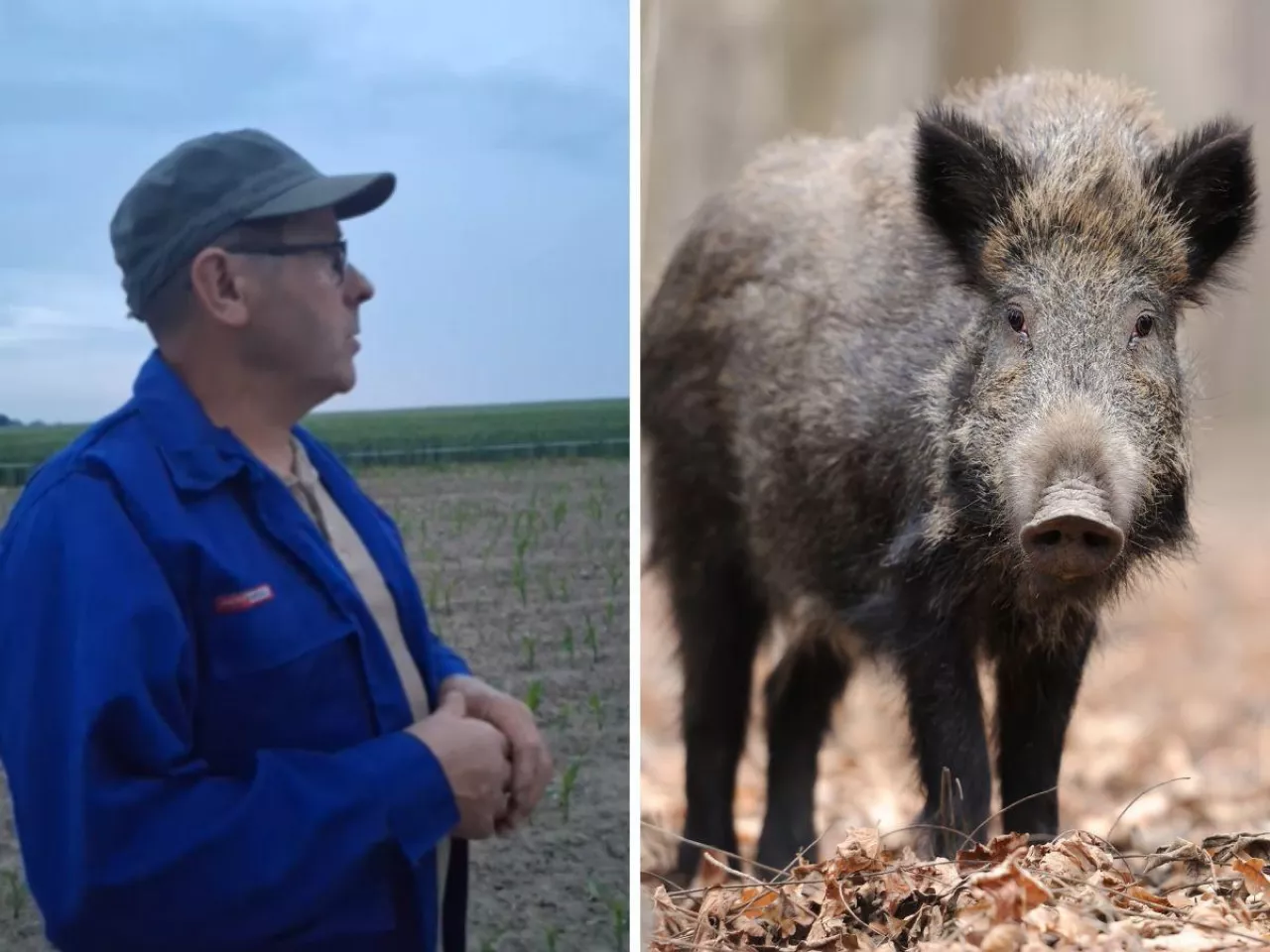 Dziki w kukurydzy