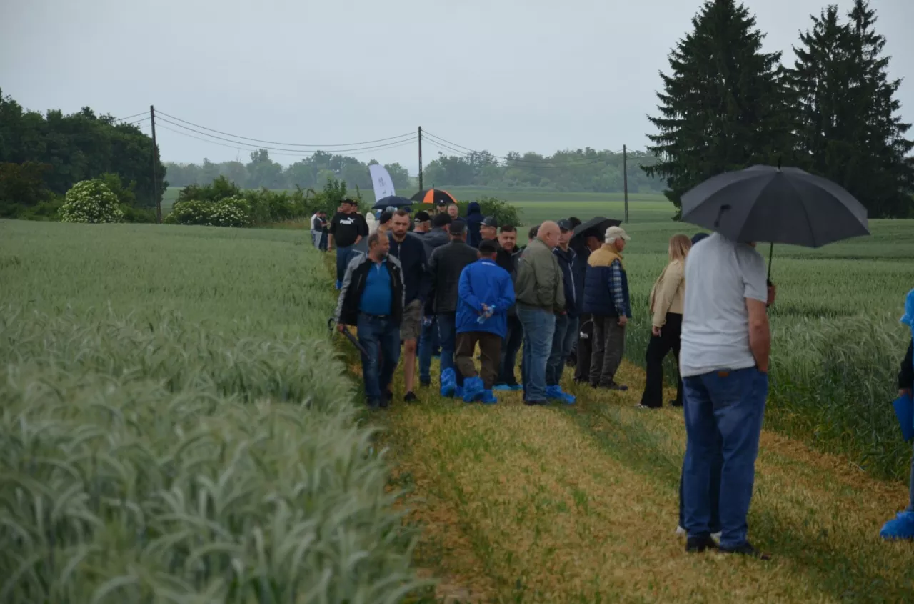 14,2 t pszenicy z hektara. Te odmiany przyciągały uwagę rolników