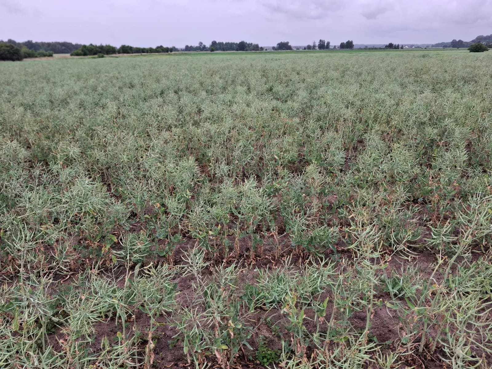 30 km dalej rzepaki są piękne. U niego połowa plonu przepadła