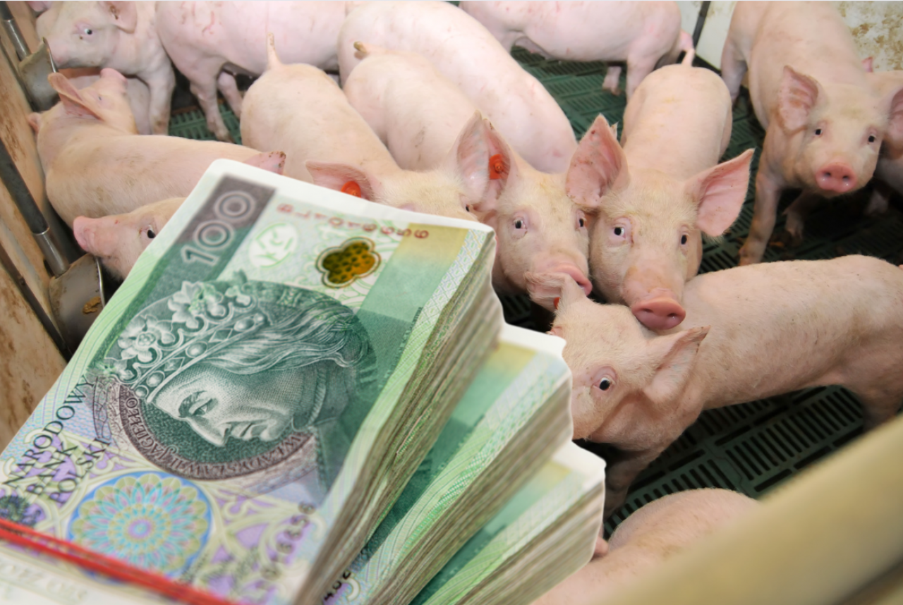 Nowe wymagania dobrostanowe oznaczają dla producentów trzody chlewnej bardzo konkretne konsekwencje finansowe