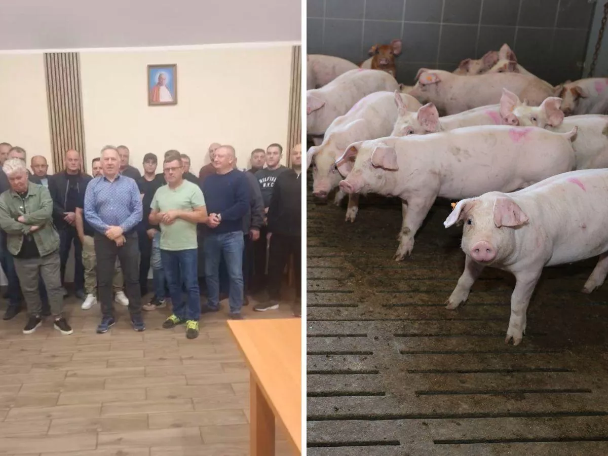 Świnie choćby poniżej 4 zł/kg. Rolnicy zapowiadają protest po nowych obniżkach