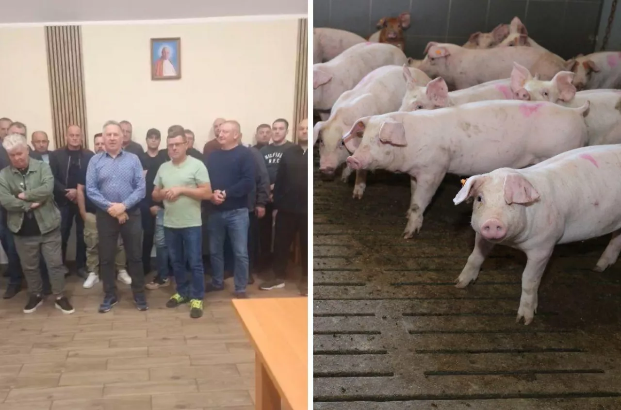 Świnie choćby poniżej 4 zł/kg. Rolnicy zapowiadają protest po nowych obniżkach