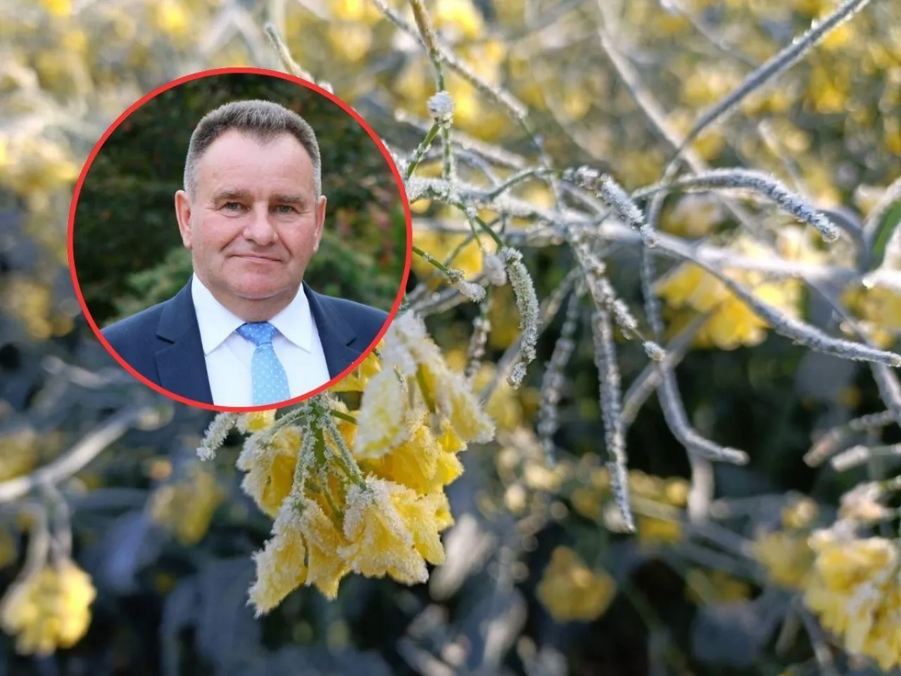rzepak zmarznięty przez przymrozki wiosenne, w kółeczku postać prezesa lubelskiej izby rolniczej Gustawa Jędrejka