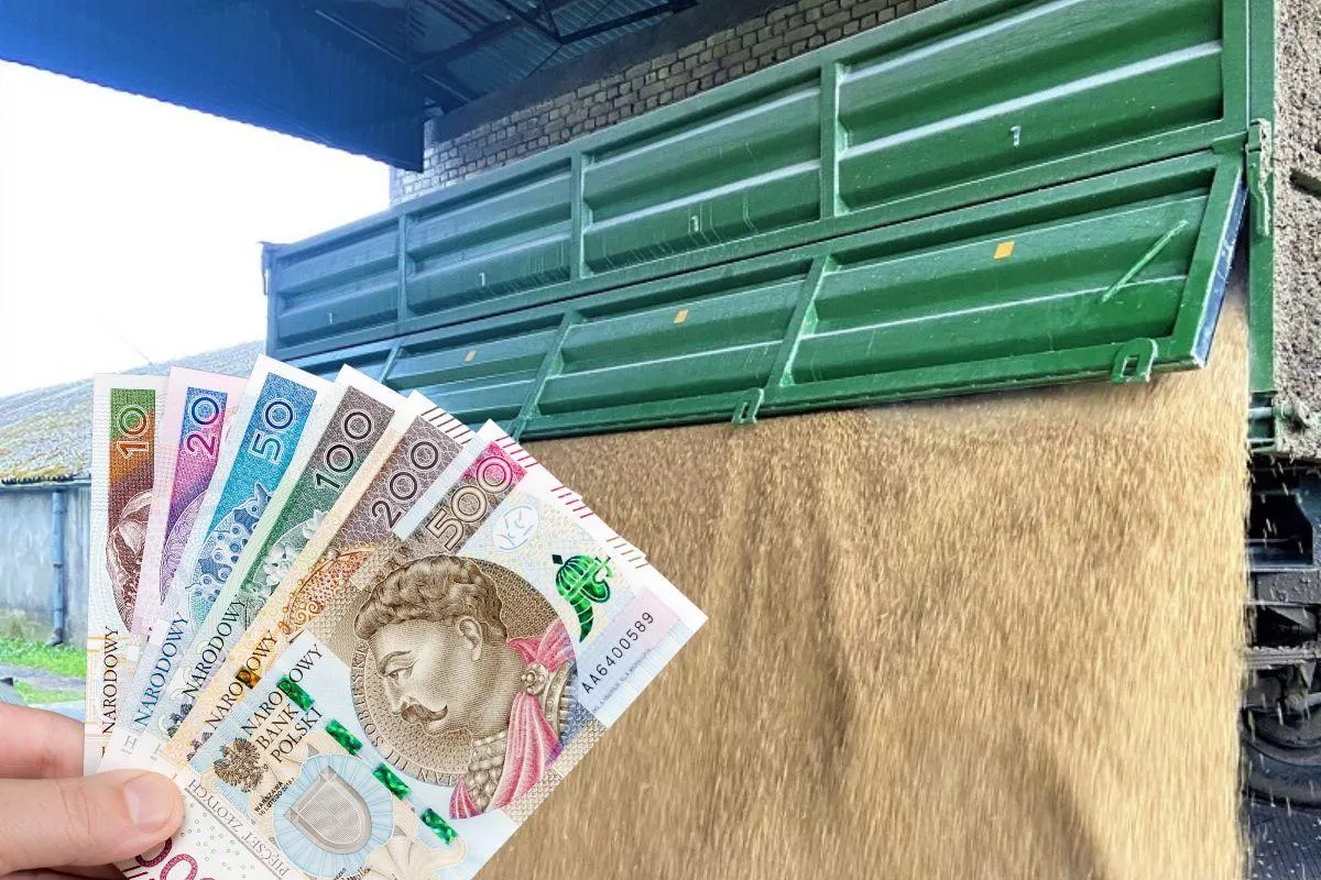 Ceny zbóż: strat nie da się odrobić. Świnie runęły, nawozy znów drożeją [Raport 12.06]