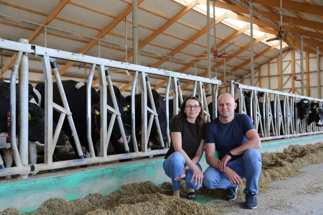 Nie kupili ani jednej krowy. Dziś doją 280 sztuk i sprzedają mleko do Danone