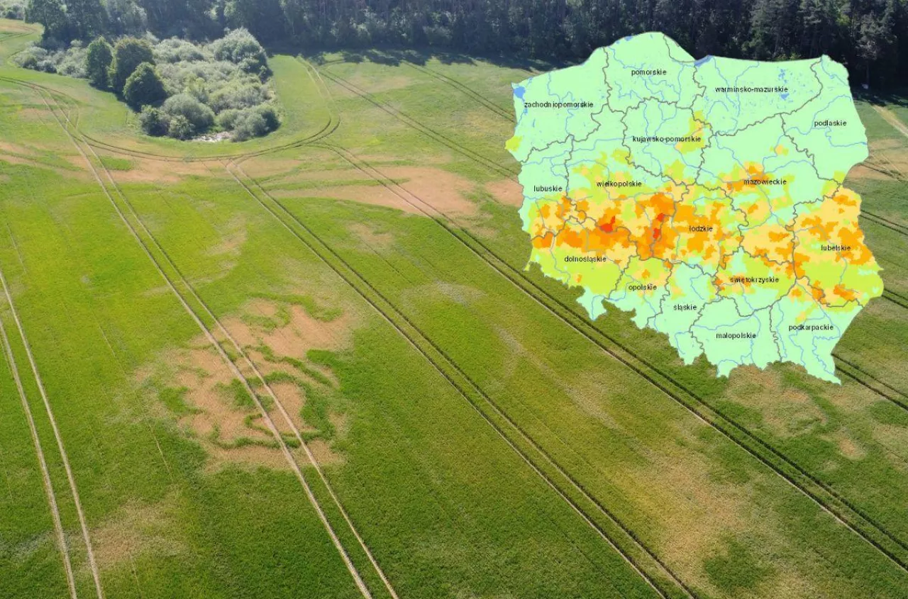 Rzepak usychał od tygodni. IUNG dopiero teraz stwierdził suszę [NOWY RAPORT]