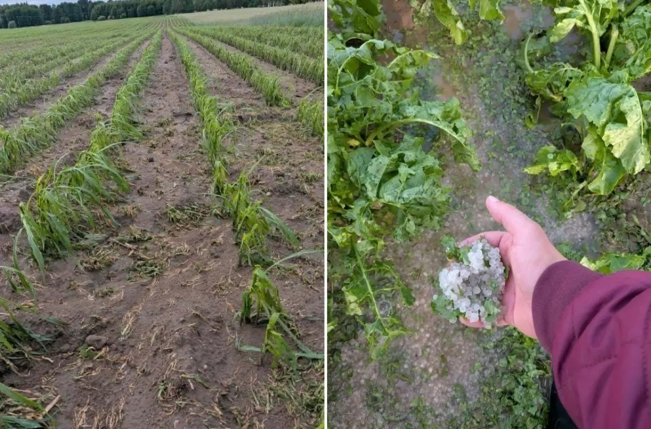3 minuty i po plonach. Grad ściął buraki i zniszczył 80 proc. jęczmienia