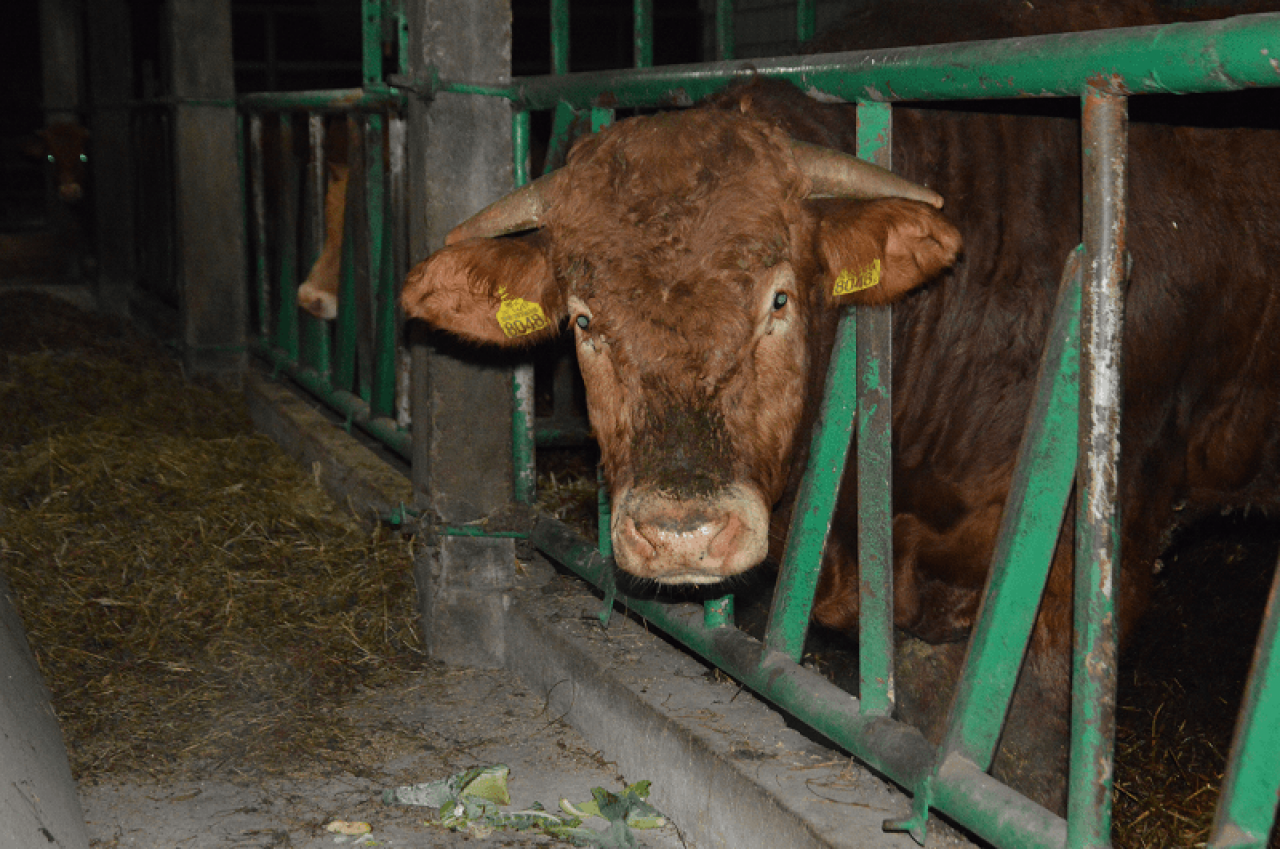 Atak byka zakończył się śmiercią człowieka.