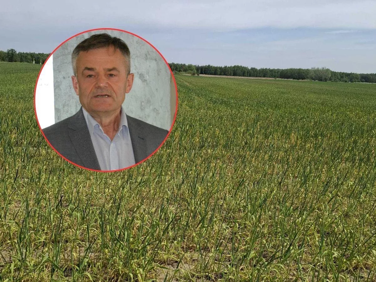 Susza zabiera plon wcześniej, niż myślisz. Profesor pokazał pierwsze sygnały