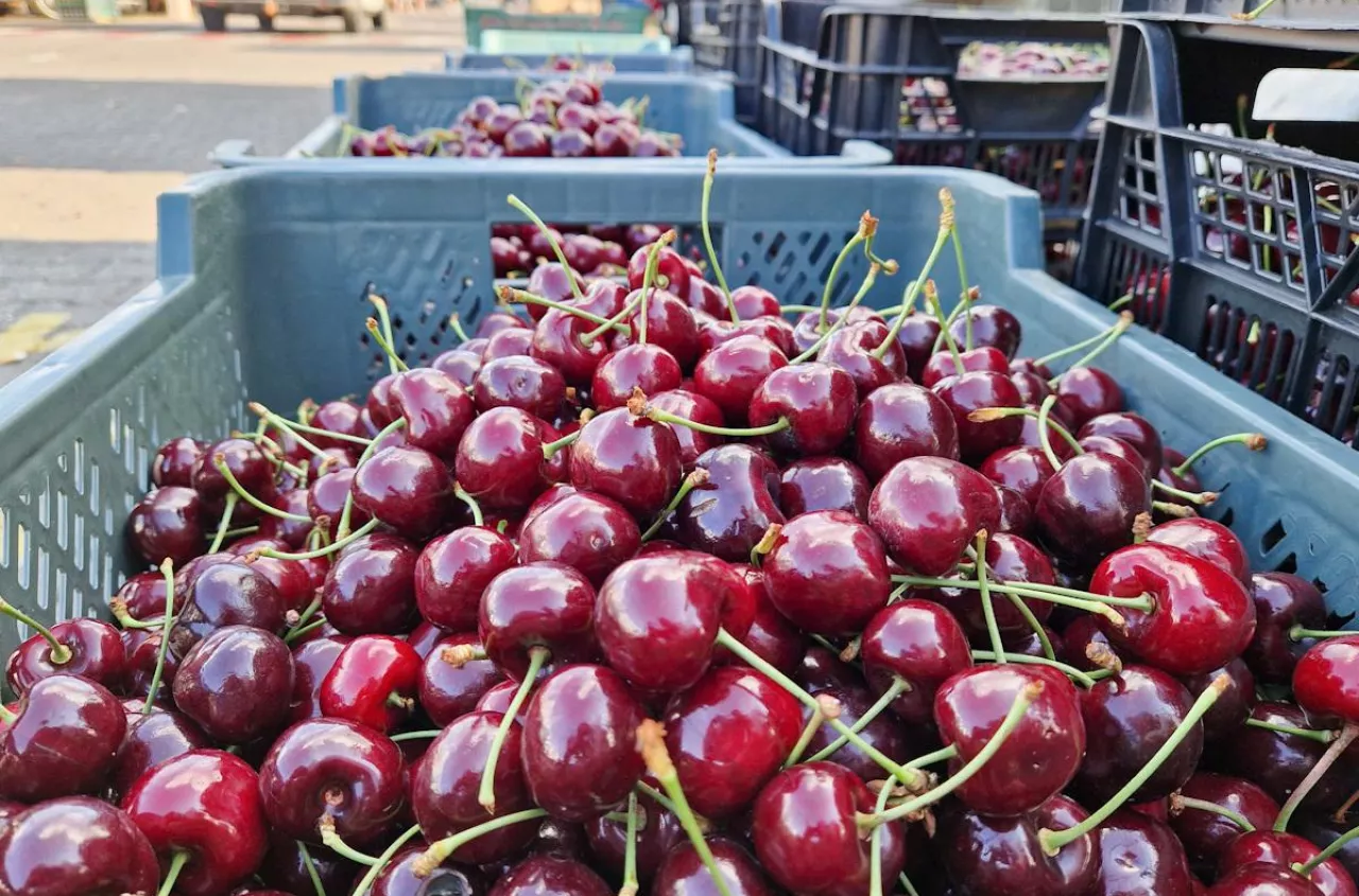 Początek sezonu, a rolnicy już nie mogą sprzedać plonów. Rynek zalał tani import