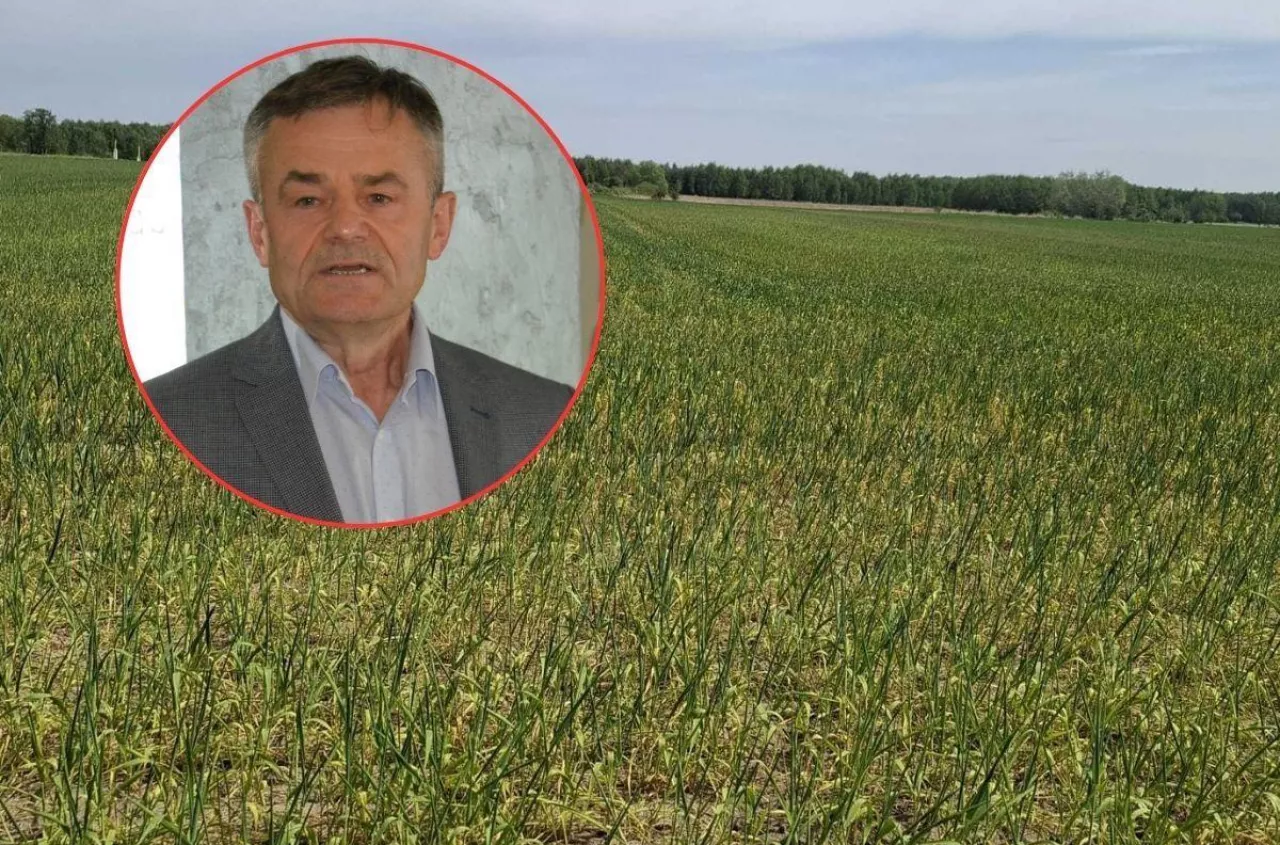 Susza zabiera plon wcześniej, niż myślisz. Profesor pokazał pierwsze sygnały