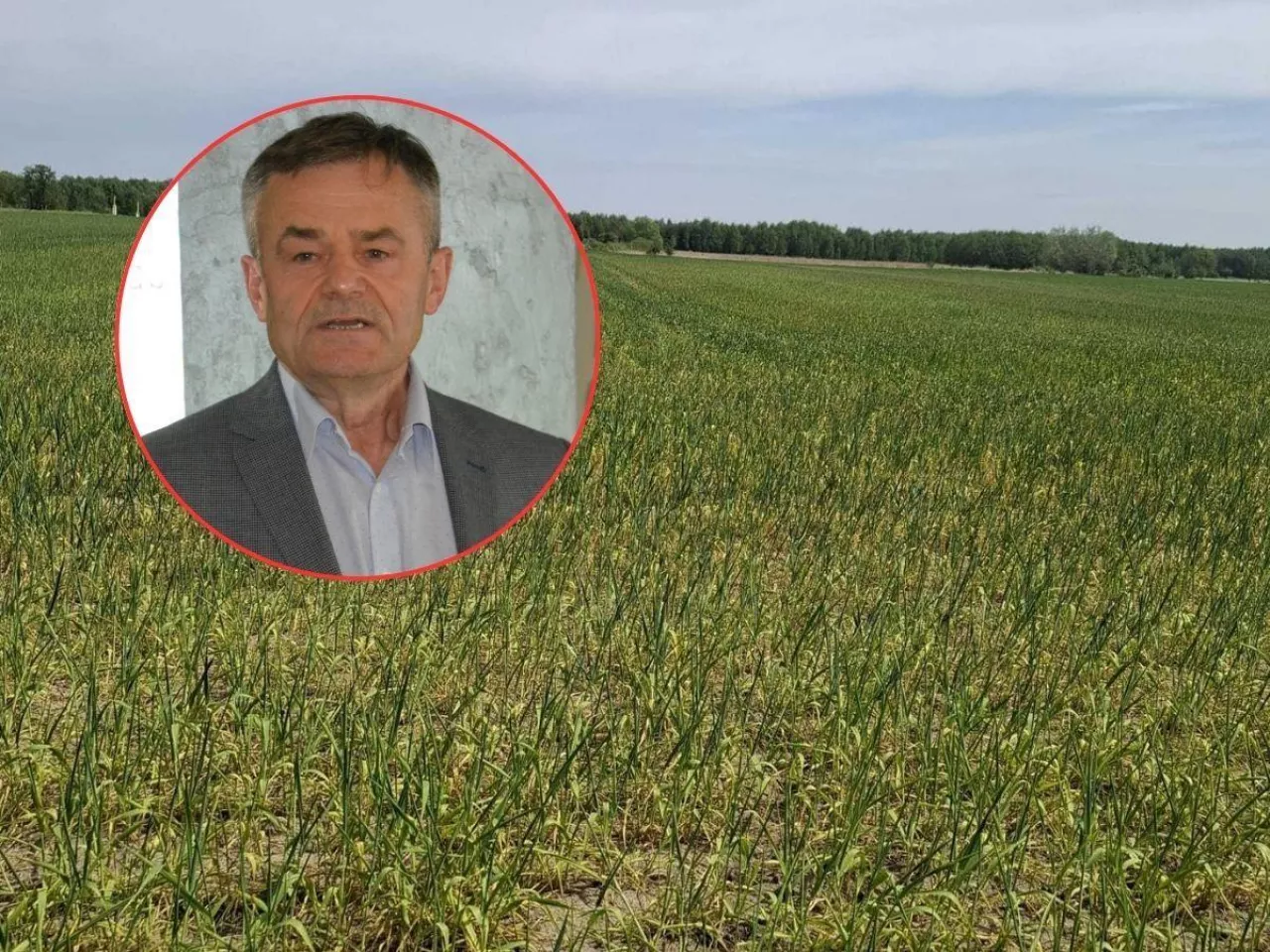 dr hab. Jerzy Grabiński, prof. IUNG-PIB, Zakład Uprawy Roślin i Jakości Plonu, Instytut Uprawy Nawożenia i Gleboznawstwa - Państwowy Instytut Badawczy