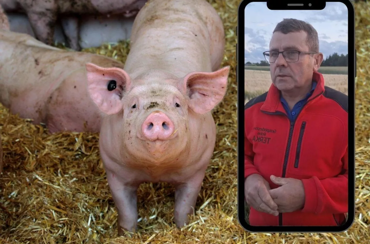 Kto zaniża ceny świń w Polsce? Rolnicy wrócili z kolejnymi pytaniami