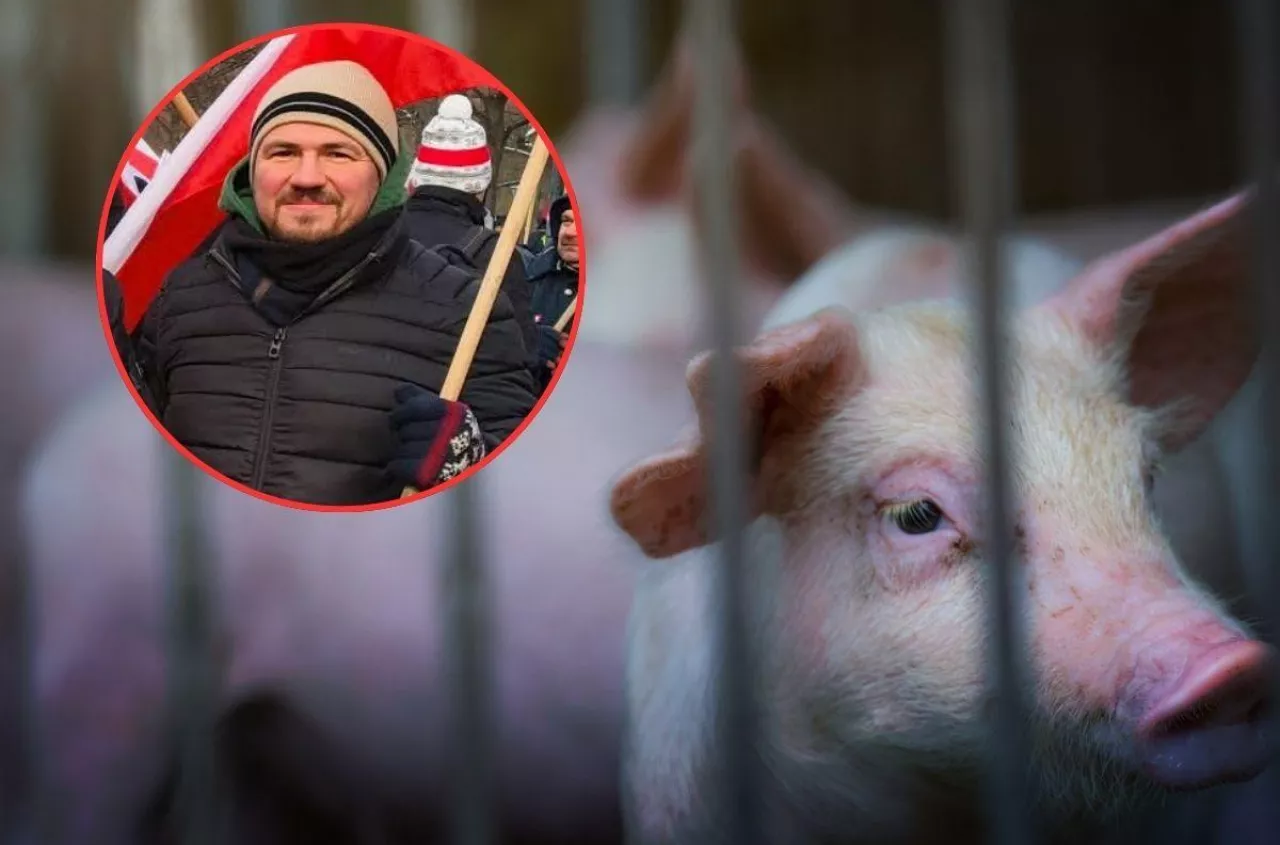 Ma doktorat i 500 świń. Dziś mówi: nie wiem, co robić dalej