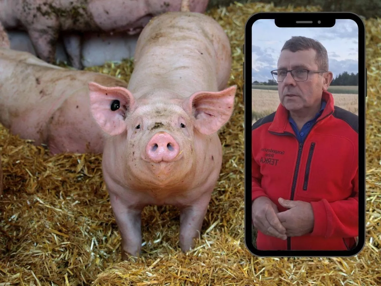 Janusz Terka o sytuacji na rynku świń