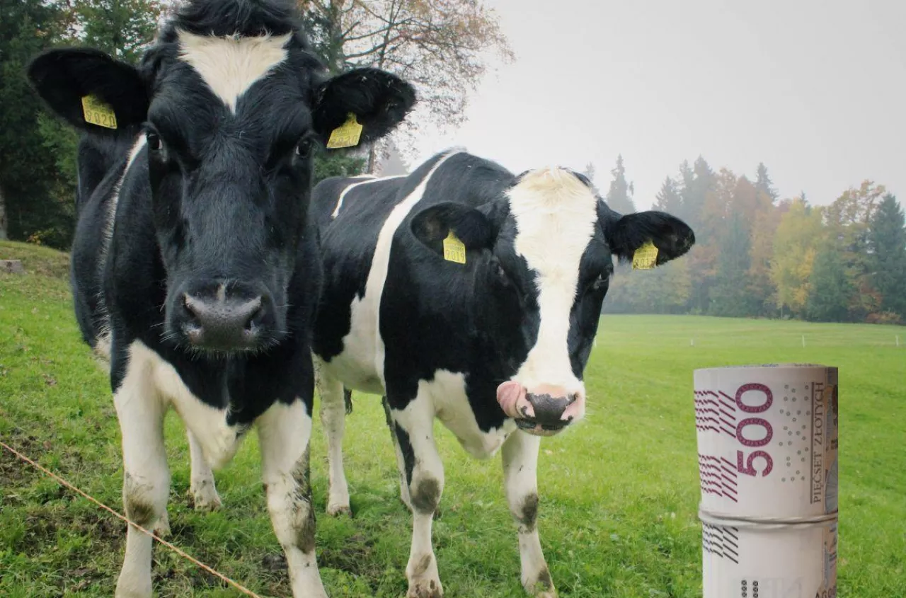 Kiedy mleko znów zdrożeje? Eksperci wskazują moment przełomu