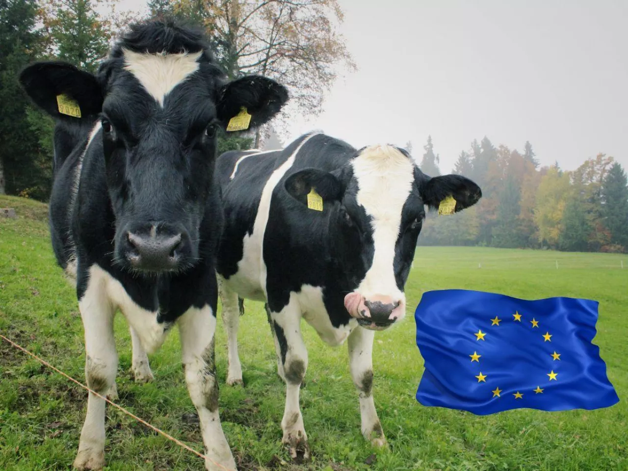 Przyszłość produkcji mleka w UE