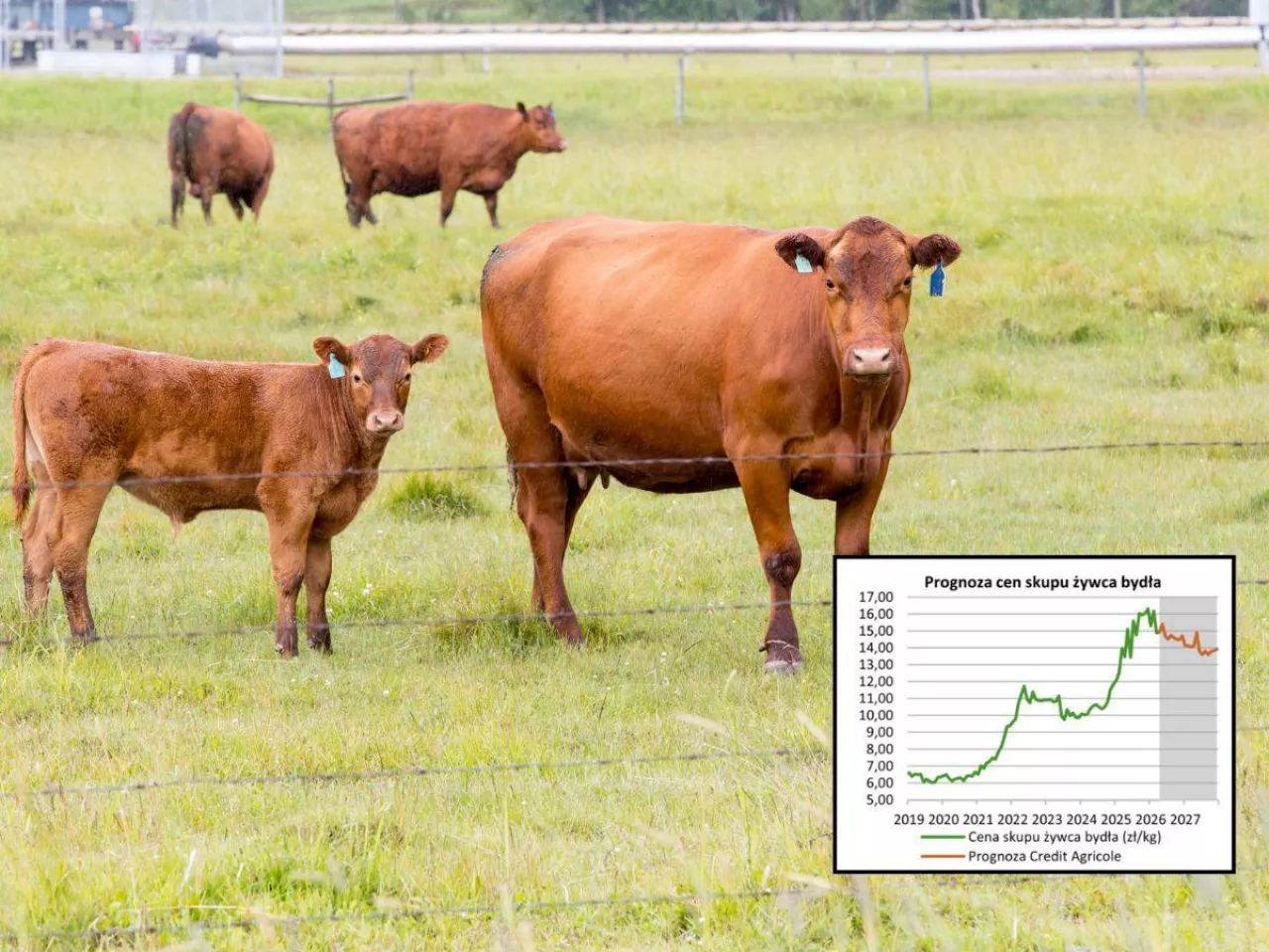 Prognoza cen bydła Banku Credit Agricole