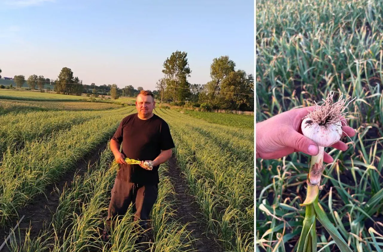 „Od października nie mogliśmy sprzedać ani kilograma”. Polski rolnik przegrywa z importem