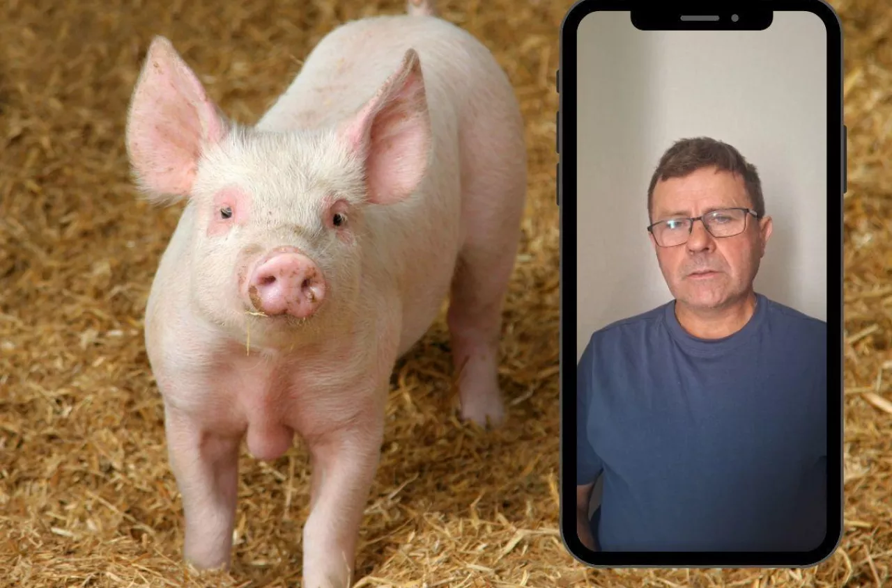 Animex zostawia 6 zł. Rolnik apeluje do innych zakładów: nie zaniżajcie cen świń
