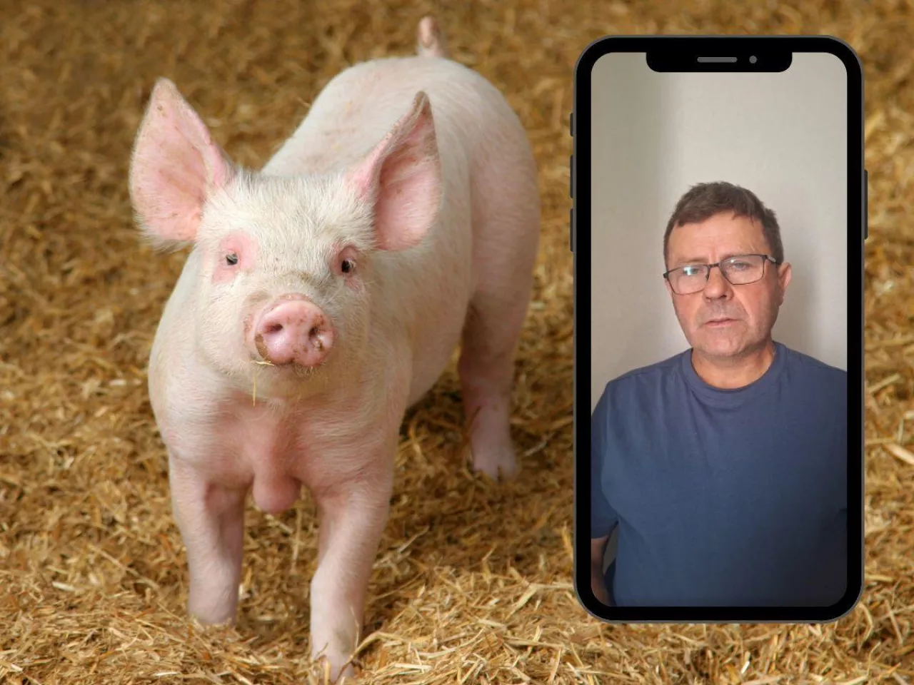 Terka o sytuacji na rynku świń