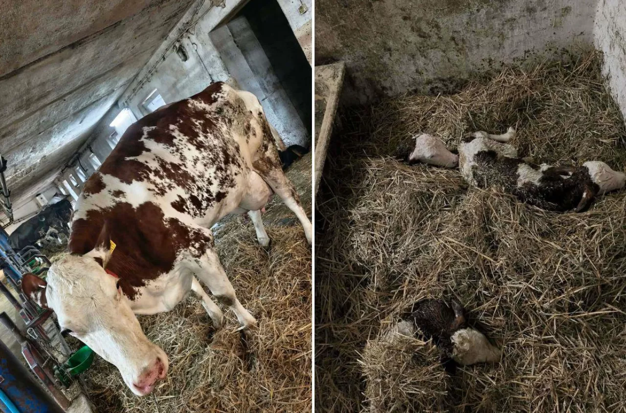 Miały być bliźniaki. Rolnik sprawdził jeszcze raz i znalazł trzecie cielę