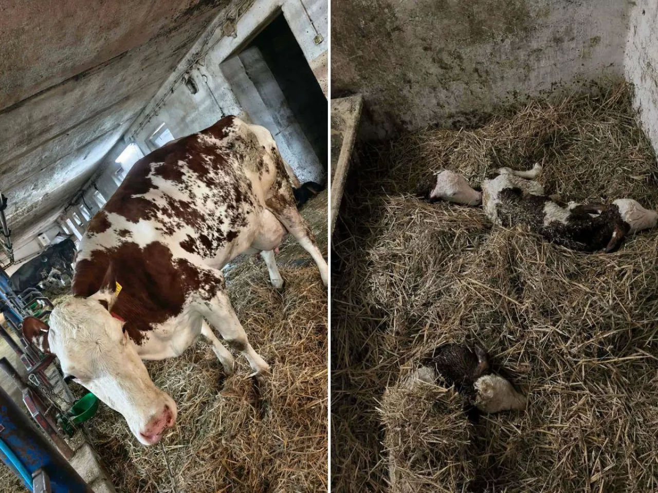 Miały być bliźniaki. Rolnik sprawdził jeszcze raz i znalazł trzecie cielę 