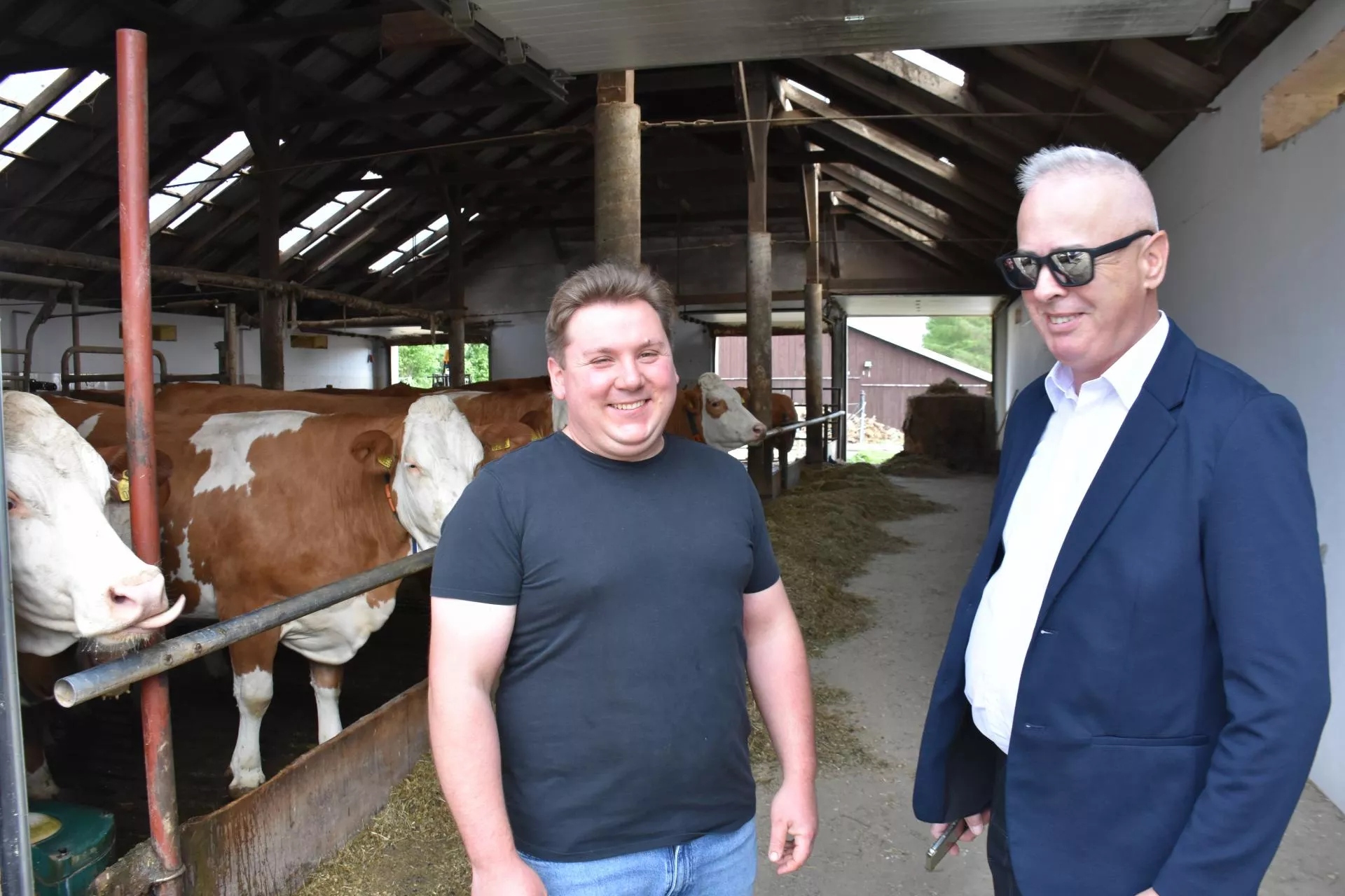 Simentale, które zawstydzają HF-y. Młody rolnik doi prawie 11 tys. kg mleka