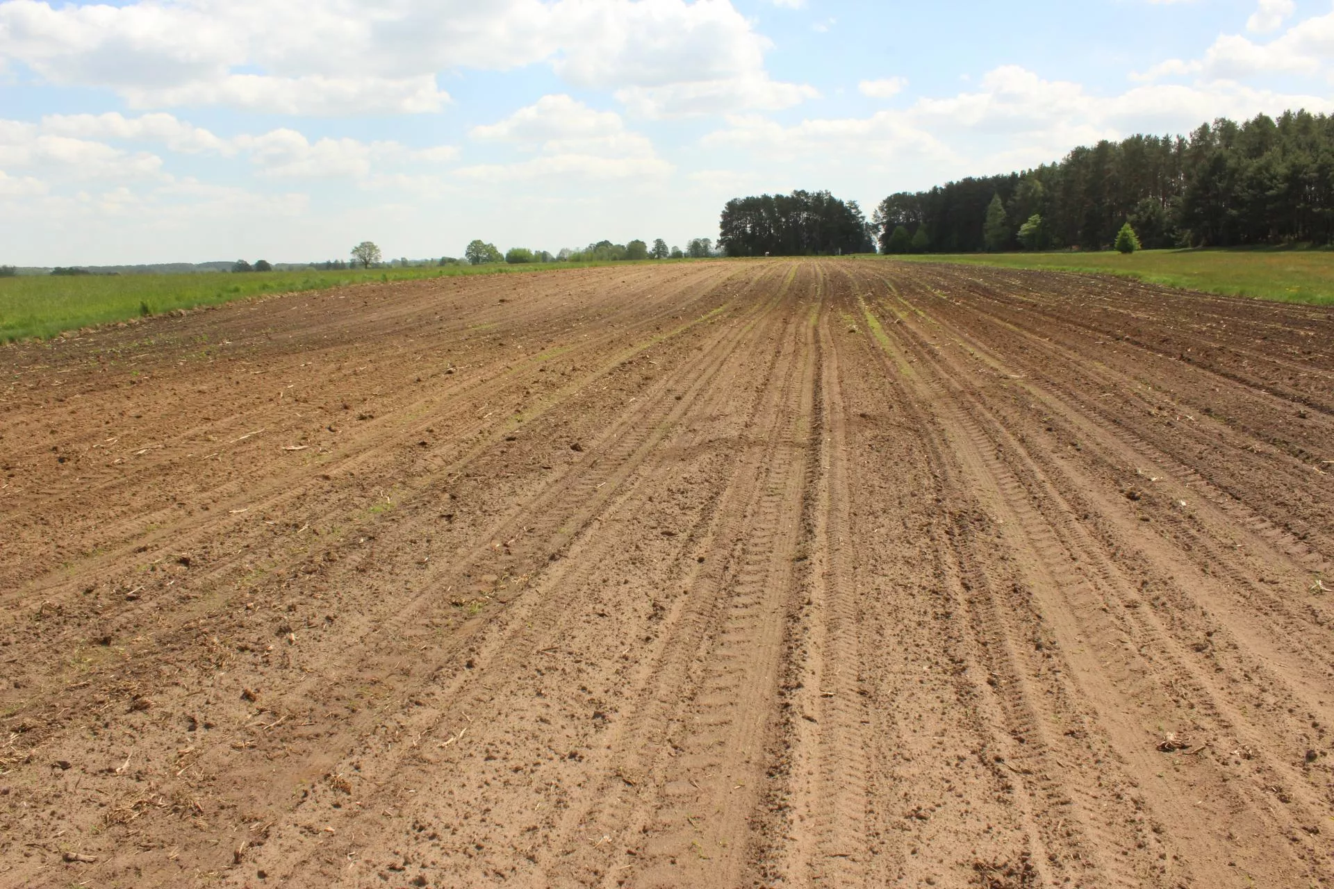 Miała 25 ha kukurydzy. Nagle z pola zaczęły znikać całe rządki