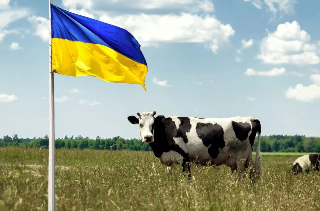 Ukraina chce podwoić eksport mleka. Powstanie 100 nowych ferm i 40 mleczarni