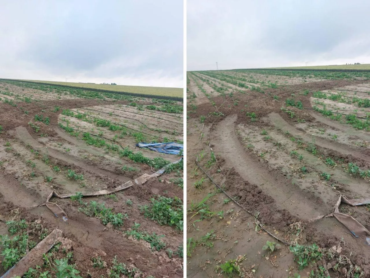 Wandale zniszczyli plantację ogórków