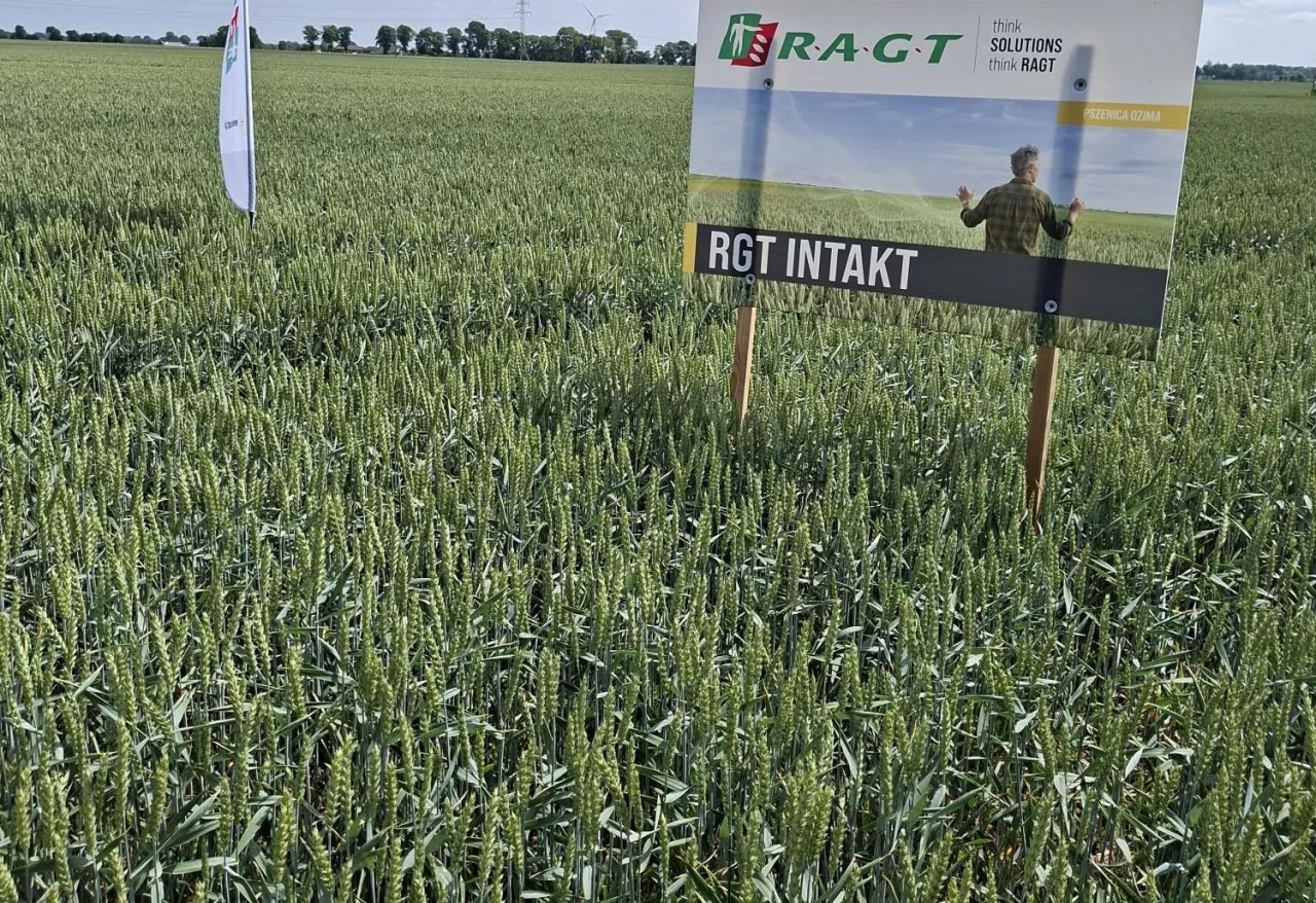 Najnowsza odmiana pszenicy ozimej – RGT Intakt z grupy jakościowej A