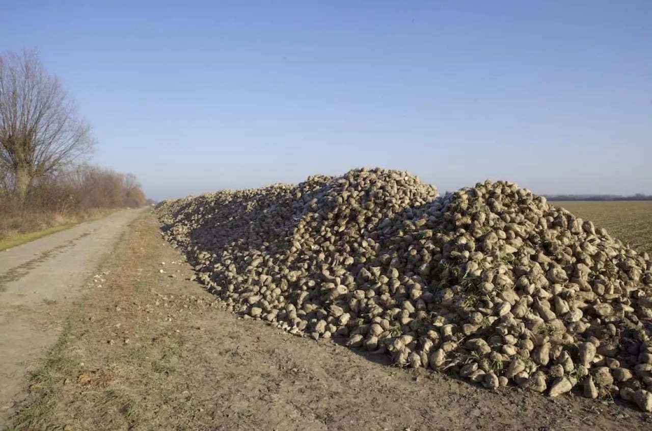 Główka buraka to zanieczyszczenie? KGS odpowiada plantatorom