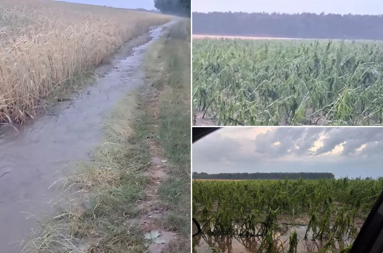 Miała być pasza dla bydła. Po gradzie nie zostało prawie nic