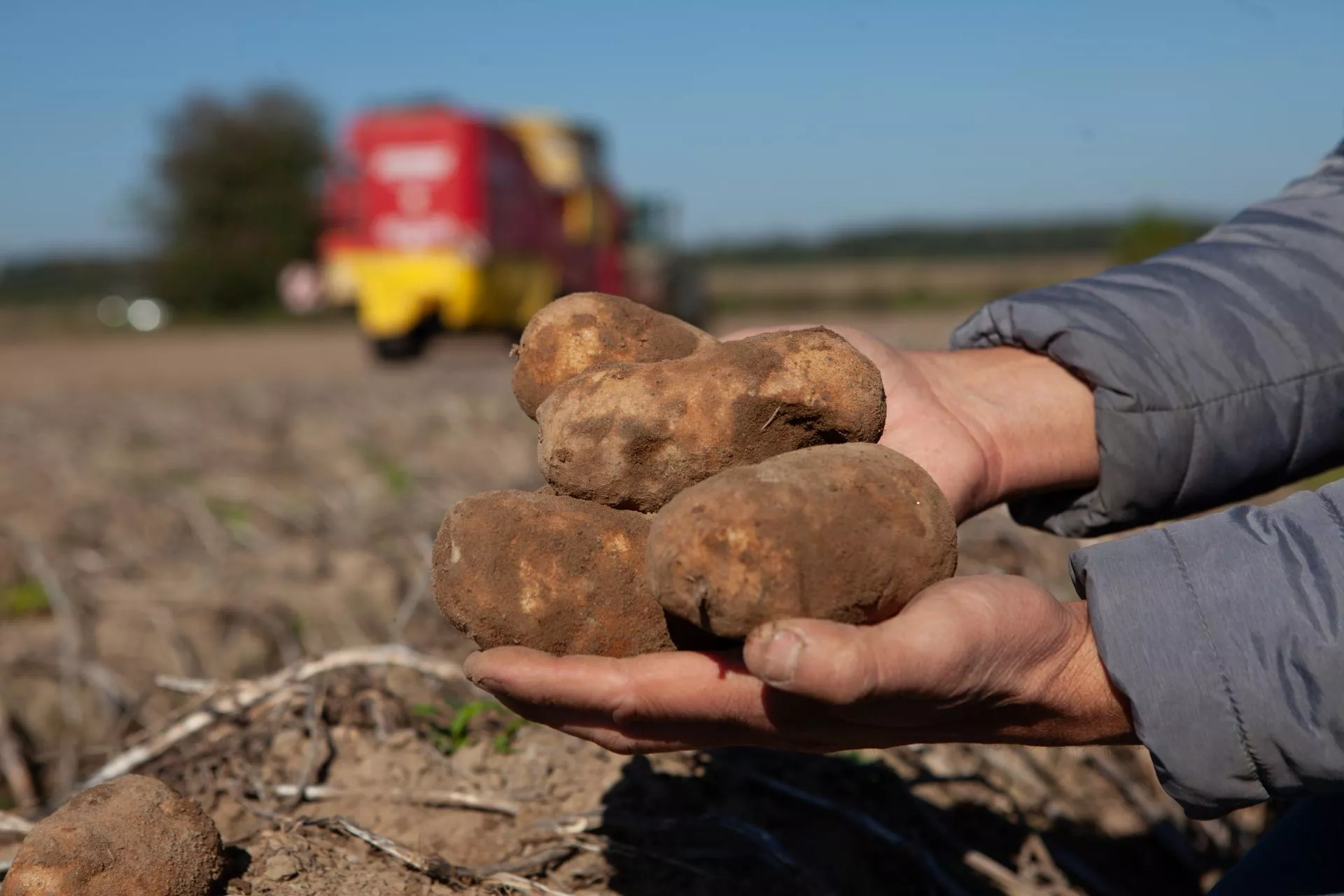 Rolnicy odwracają się od ziemniaków? Areał spadł o ponad 25 tys. ha