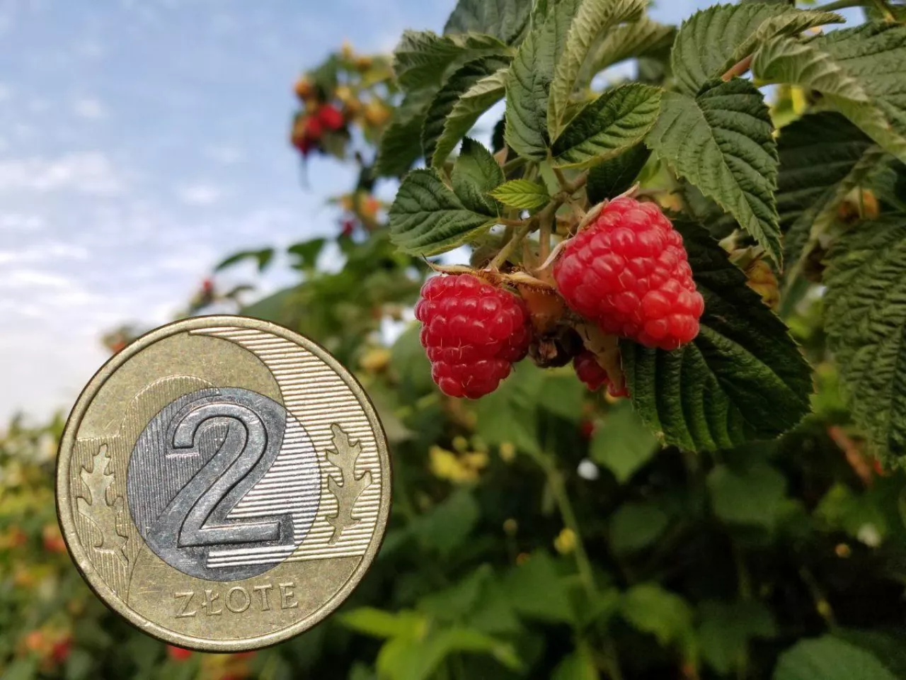 Sytuacja na rynku malin w Polsce