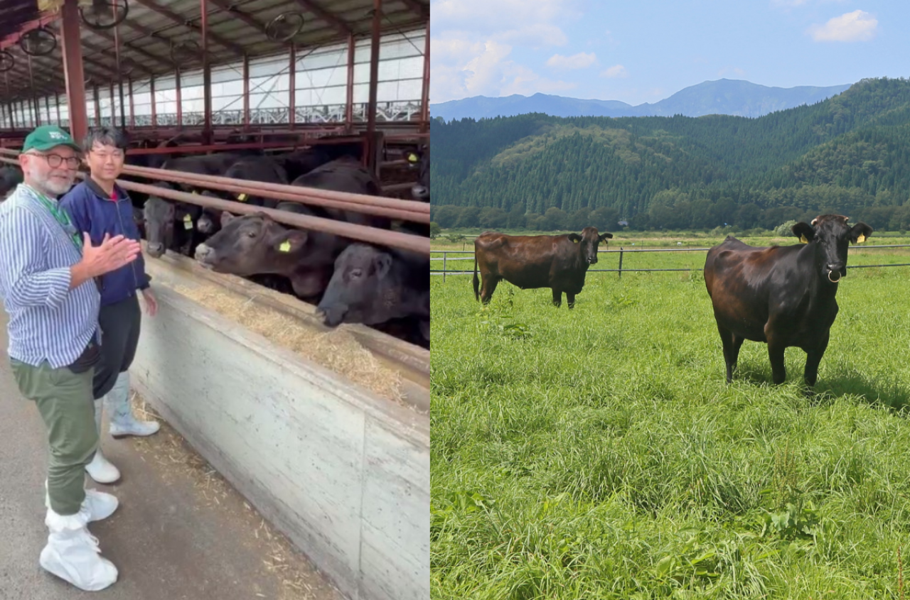 30 tys. zł za jedną sztukę bydła. Tak hodowcy zarabiają na Wagyu