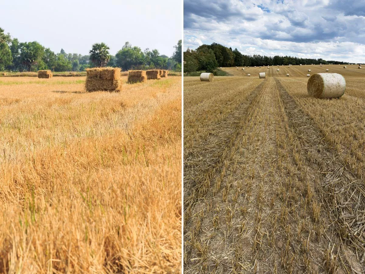 Słoma i siano w cenie. Tyle kosztuje bela w żniwa 2026