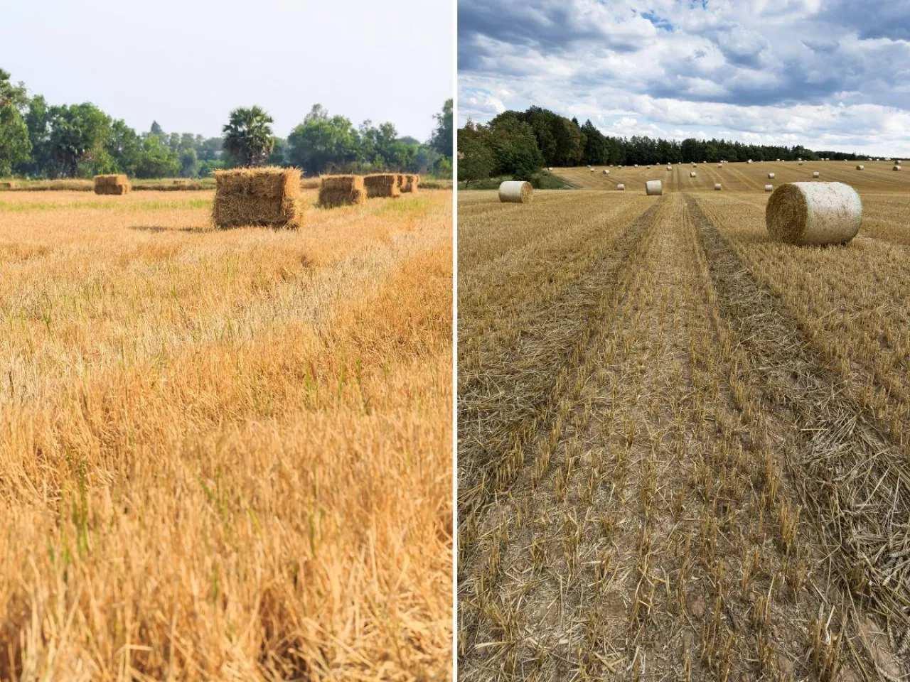 Słoma i siano w cenie. Tyle kosztuje bela w żniwa 2026 