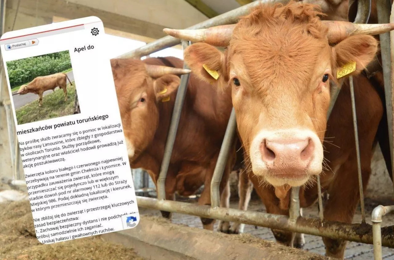 Byki uciekły z gospodarstwa. Służby wydały pilny apel do mieszkańców