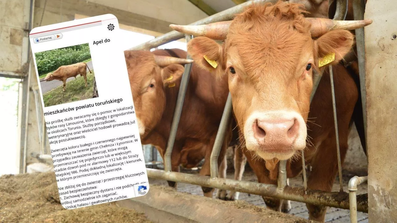 Starostwo powiatowe apeluje i ostrzega przed bykami na wolności