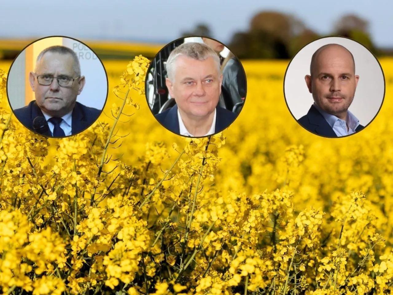 Alarm na rynku rzepaku. Branża chce otwarcia granicy z Ukrainą