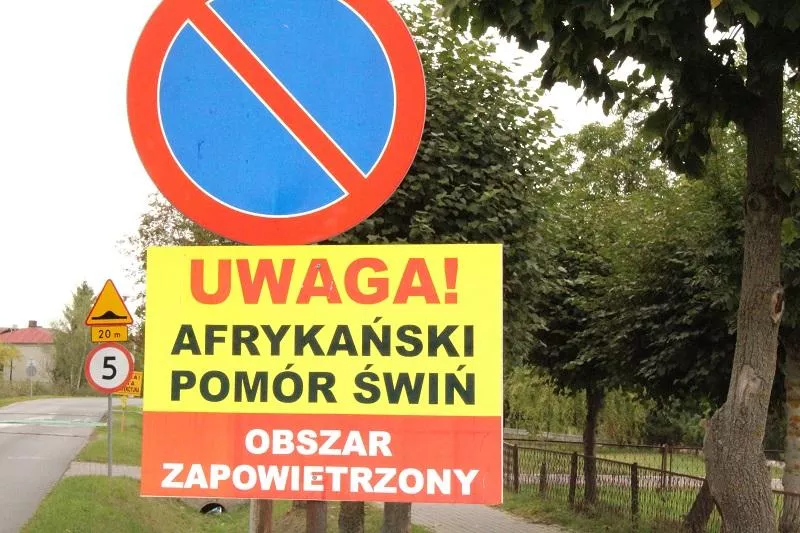 ASF uderzył w najgorszym możliwym miejscu. Zagrożonych jest 21 tys. świń