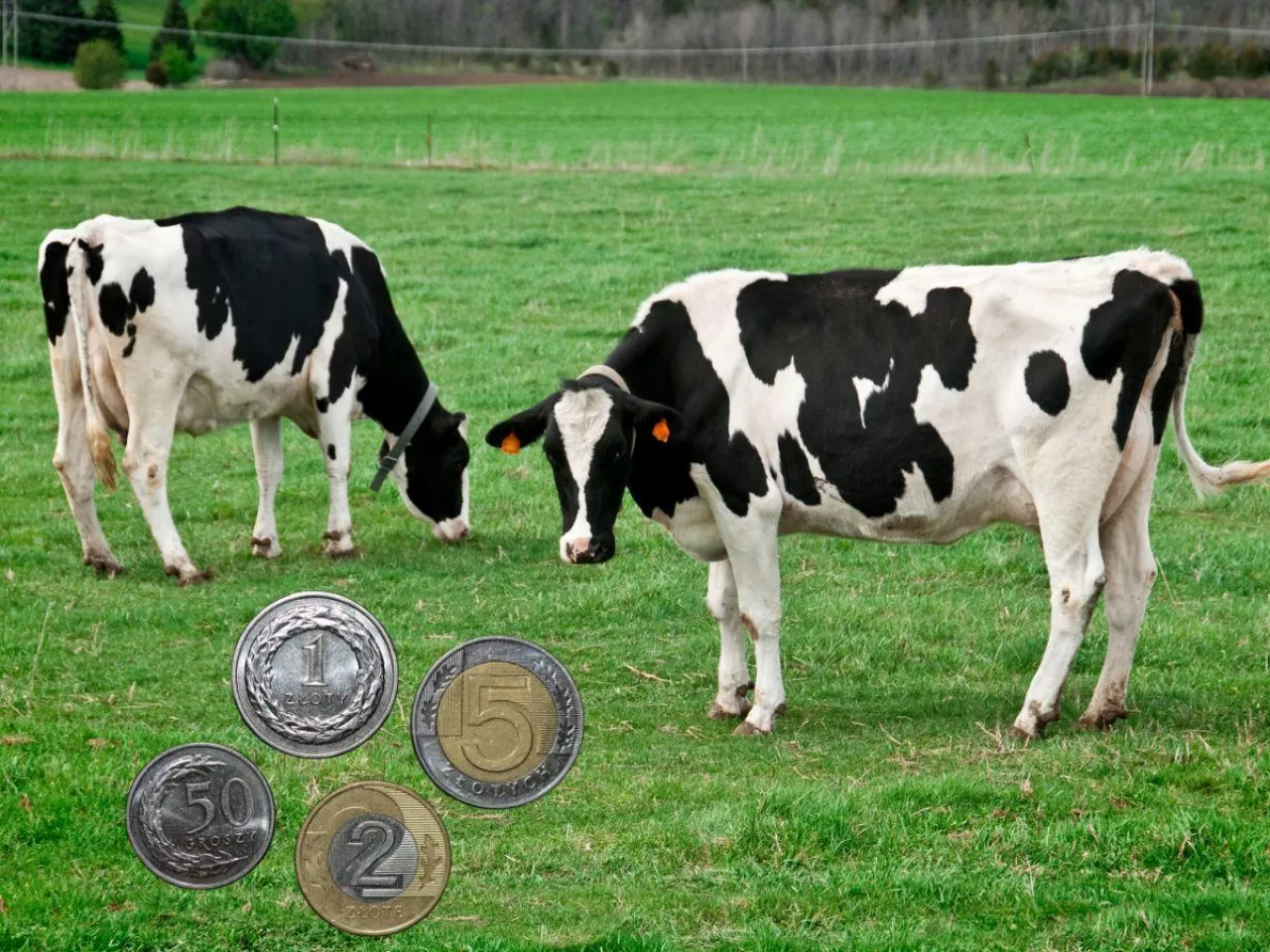 Alarm na rynku mleka. Największy spadek cen w tym roku