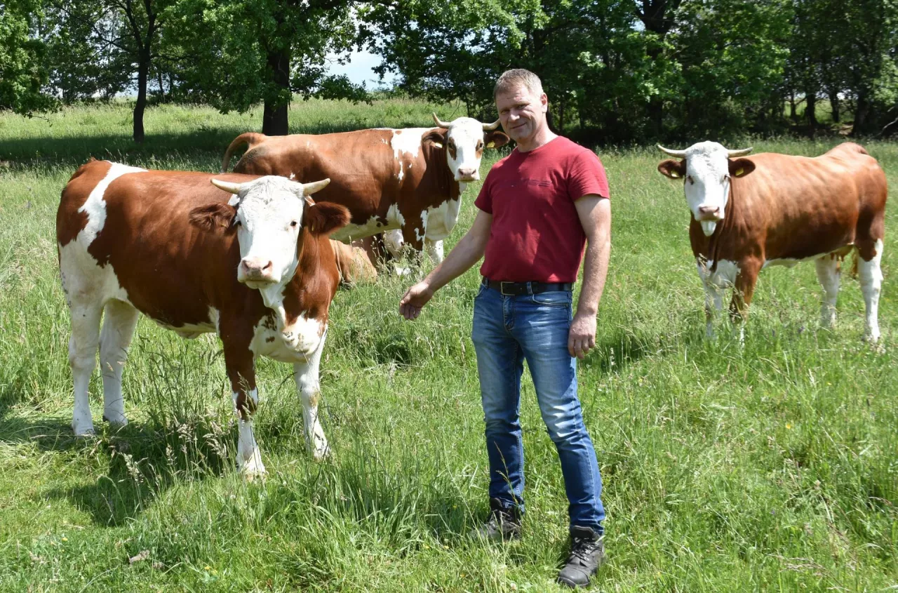 Nie dają żyć rolnikom. „Bydło boi się wyjść na pastwisko”