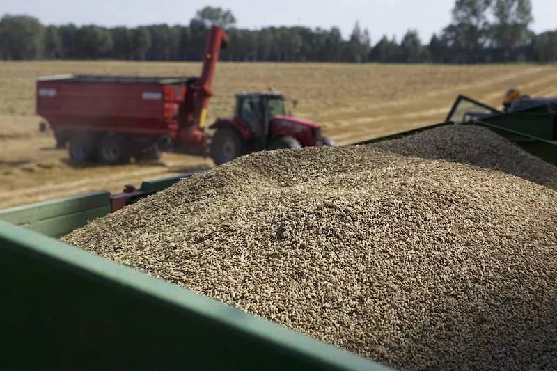 Ile zapłacą za pszenicę w żniwa? Eksperci podali pierwsze stawki