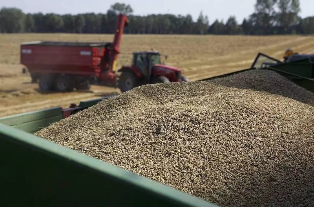 Ile zapłacą za pszenicę w żniwa? Eksperci podali pierwsze stawki